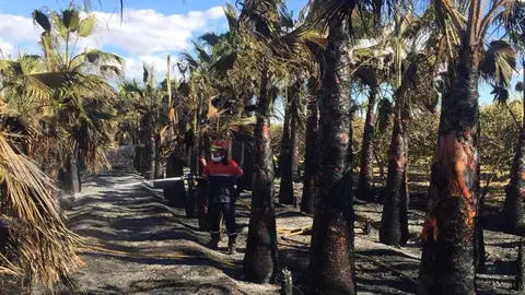 Un bomebros en las labores de extinción del incendio en el vivero de Elche Un bomebros en las labores de extinción del incendio en el vivero de Elche