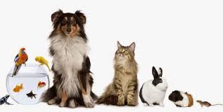 Los veterinarios solicitan cambios en el decreto de dispensación de antibióticos y volcado de información Los veterinarios solicitan cambios en el decreto de dispensación de antibióticos y volcado de información