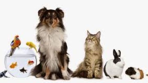 Campa&ntilde;a Navidad