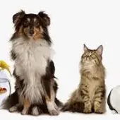 Veterinarios Veterinarios