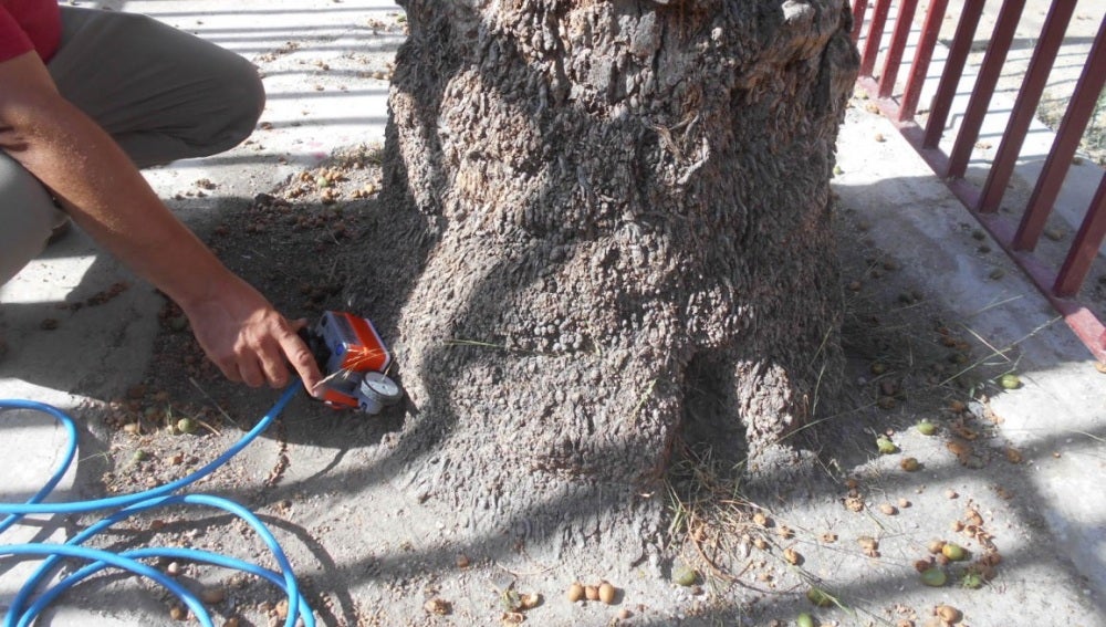 Una de las palmeras ubicada en un colegio de Elche cuya seguridad ha sido evaluada