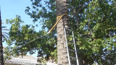 Una de las palmeras en las que se ha testado su seguridad