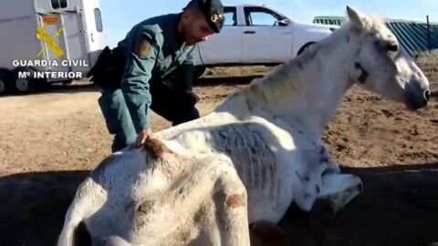 Hallan abandonados y desnutridos a siete caballos