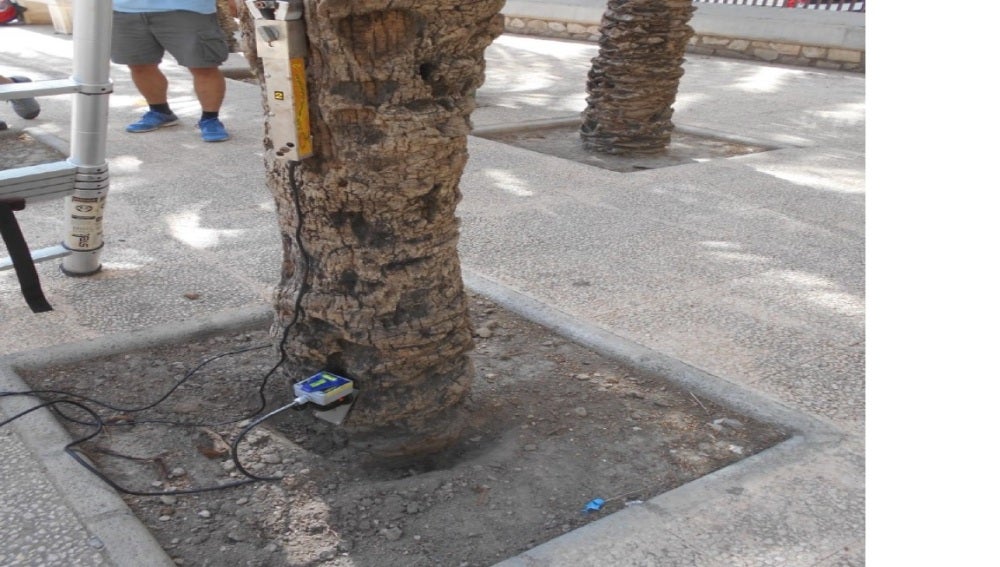 Una de las palmeras estudiadas en un colegio de Elche