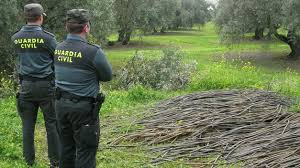 El cadáver parcialmente calcinado aparecido esta mañana en las afueras de la localidad pacense de Llerena es de una mujer indigente El cadáver parcialmente calcinado aparecido esta mañana en las afueras de la localidad pacense de Llerena es de una mujer indigente
