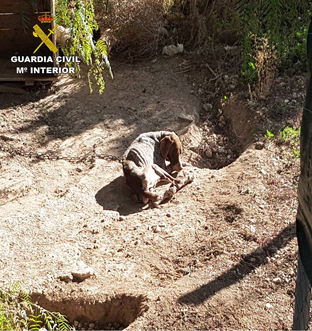 Detenido el dueño de un perro que murió tras estar encadenado y deshidratado Detenido el dueño de un perro que murió tras estar encadenado y deshidratado
