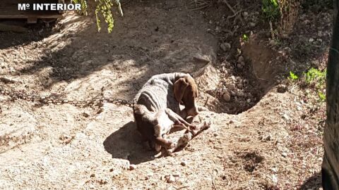 Uno de los perros encontrados por la Guardia Civil en la finca de Crevillent