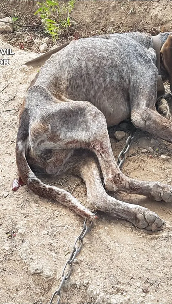 Estado de uno de los perros encontrados por la Guardia Civil en la finca de Crevillent Estado de uno de los perros encontrados por la Guardia Civil en la finca de Crevillent