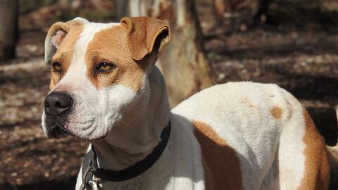 Foto de un pitbull
