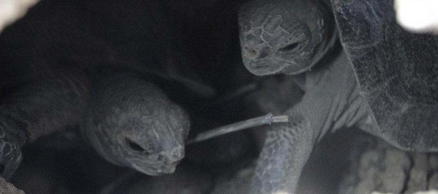 Dos tortugas de corta edad en la Isla Pinzón Dos tortugas de corta edad en la Isla Pinzón