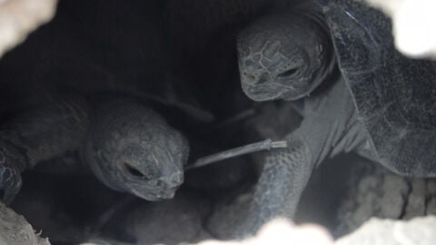 Dos tortugas de corta edad en la Isla Pinz&oacute;n