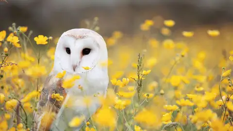 La lechuza comun el ave de 2018 La lechuza comun el ave de 2018