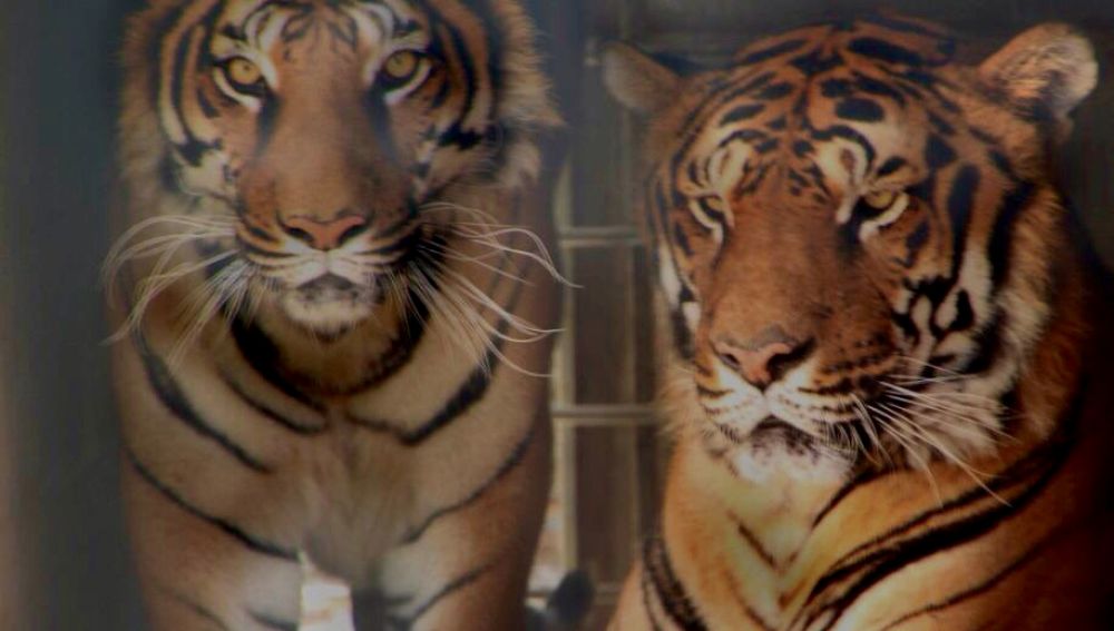 Imagen de dos tigres