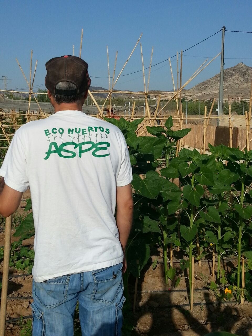 Aspe abre el plazo para acceder a las parcelas de sus huertos ecológicos Aspe abre el plazo para acceder a las parcelas de sus huertos ecológicos