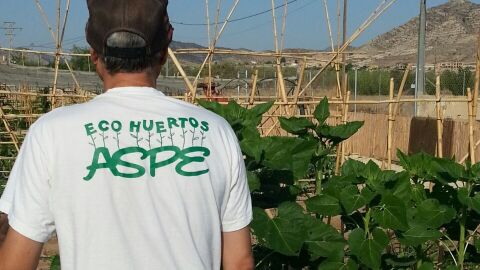 Huerto ecol&oacute;gico municipal en el municipio de Aspe