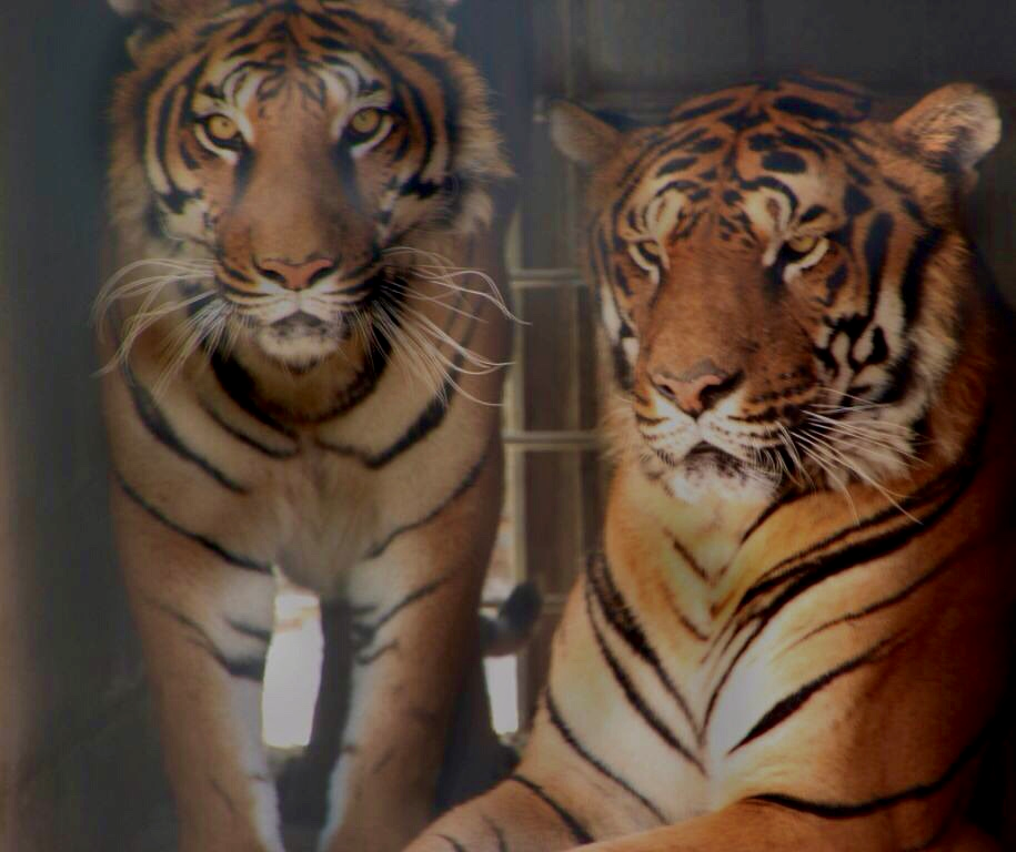 El Circo París entrega dos leones y un tigre y se compromete a no usar nunca más animales en sus espectáculos El Circo París entrega dos leones y un tigre y se compromete a no usar nunca más animales en sus espectáculos