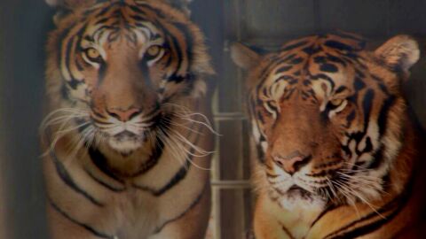 Primadomus recibe a los grandes felinos