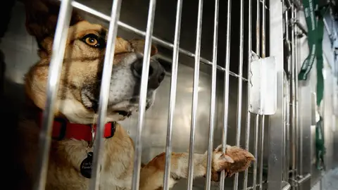 Perros abandonados Perros abandonados