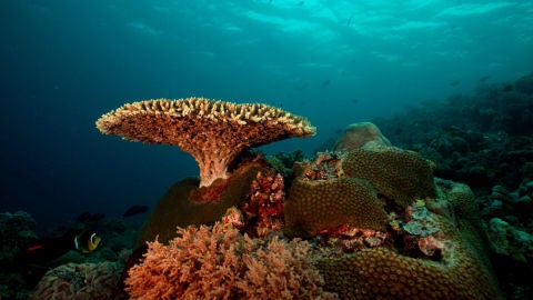 Parque marino del Arrecife de Tubbataha