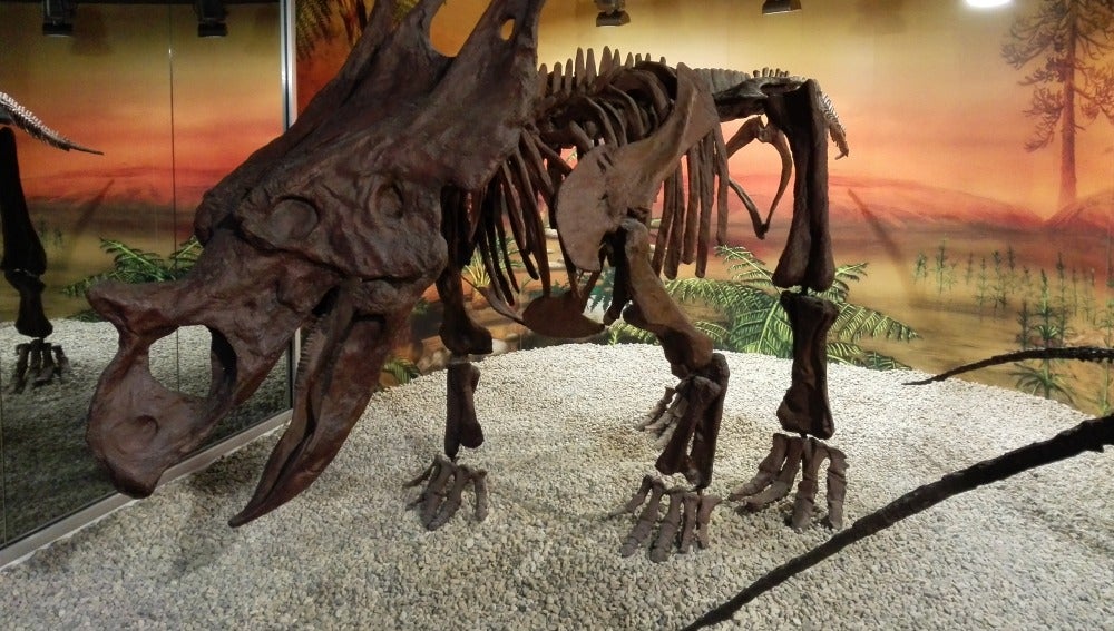 Una de las piezas expuestas en el Museo Paleontológico de Elche