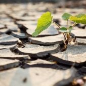 La teledeteccion como aliada en la lucha contra la sequia