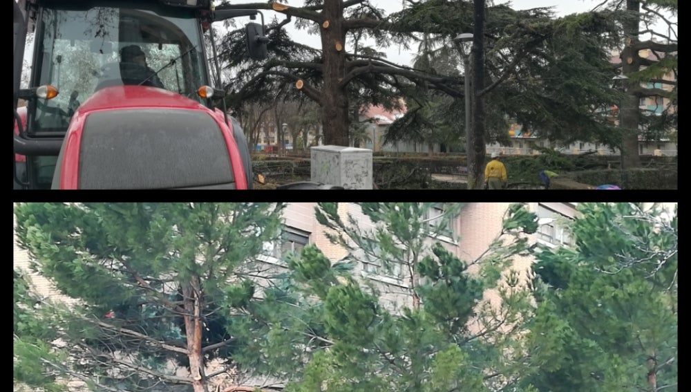 Árboles caídos en el Jardín Botánico y en los Jardinillos de San Roque