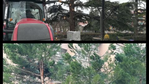 &Aacute;rboles en el Jard&iacute;n Bot&aacute;nico y en los Jardinillos de San Roque