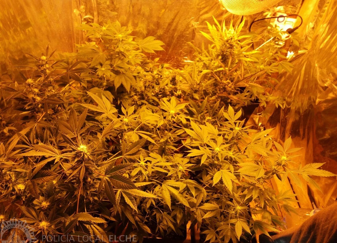 La Policía Local de Elche interviene 70 plantas de marihuana en un domicilio La Policía Local de Elche interviene 70 plantas de marihuana en un domicilio