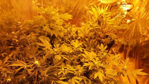 Plantas de marihuana encontradas en la vivienda de Elche
