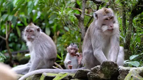 El Bosque de los Monos. Ubud, Bali Cinco cosas increíbles para hacer con niños en el mundo