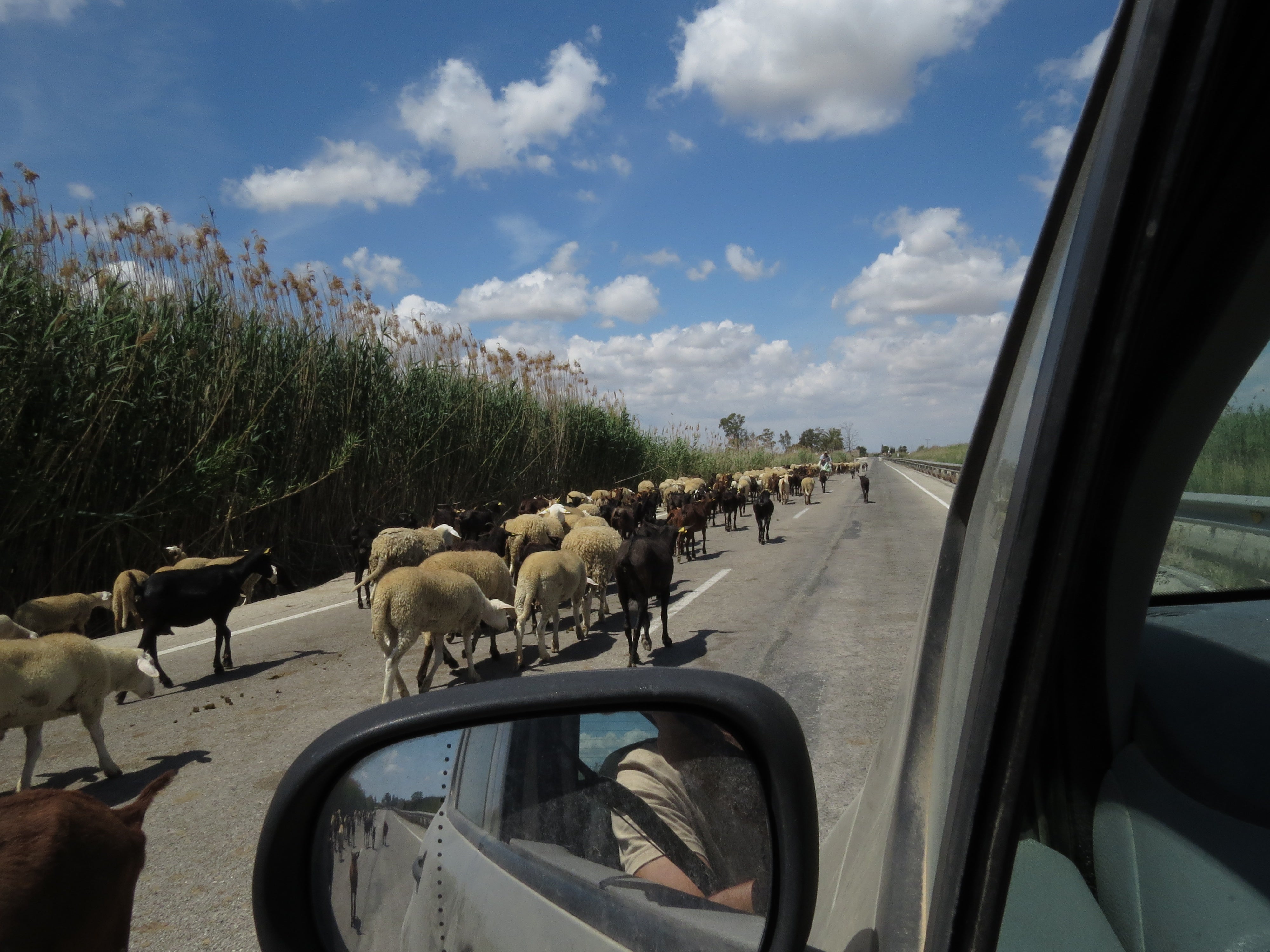 "La Diputación debe readaptar la Carretera de Vistabella a las exigencias de una Vía Pecuaria" "La Diputación debe readaptar la Carretera de Vistabella a las exigencias de una Vía Pecuaria"