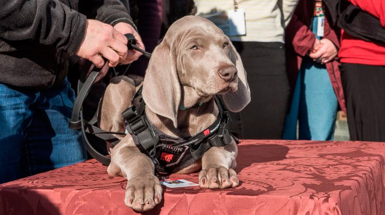 Un museo de Boston contrata a un cachorro de perro para cuidar sus obras de arte Un museo de Boston contrata a un cachorro de perro para cuidar sus obras de arte