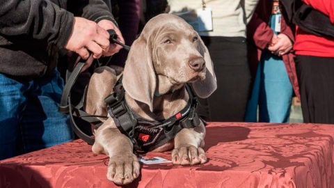 Riley, el perro que cuida las obras de arte de un museo de Boston