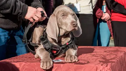 Riley, el perro que cuida las obras de arte de un museo de Boston Riley, el perro que cuida las obras de arte de un museo de Boston