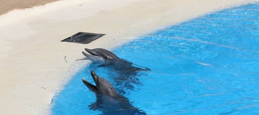 Delfines Delfines