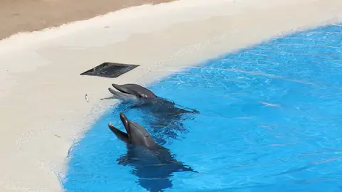 Delfines Delfines