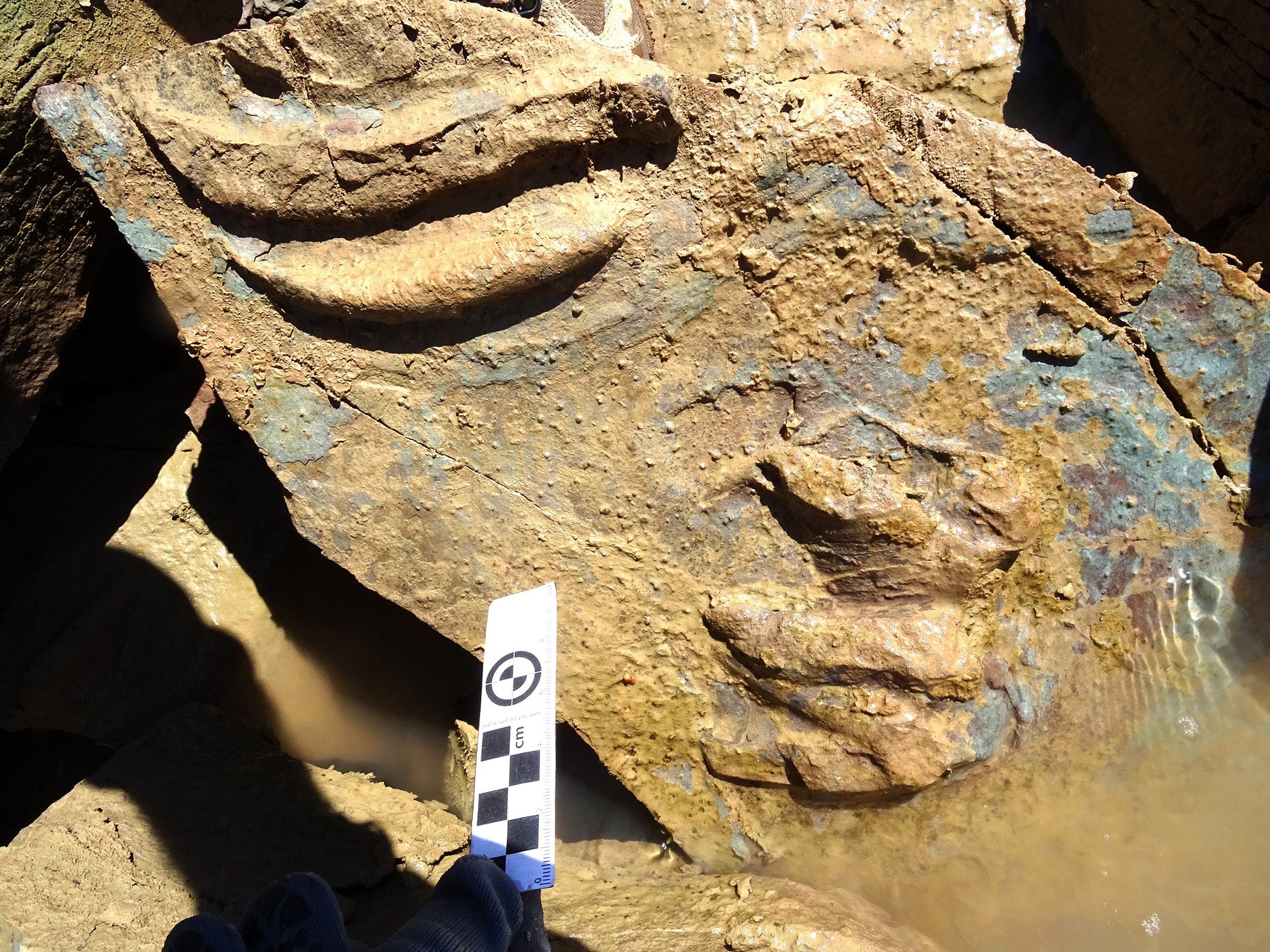 Descubren huellas de tortugas fósiles de hace más de 227 millones de años Descubren huellas de tortugas fósiles de hace más de 227 millones de años