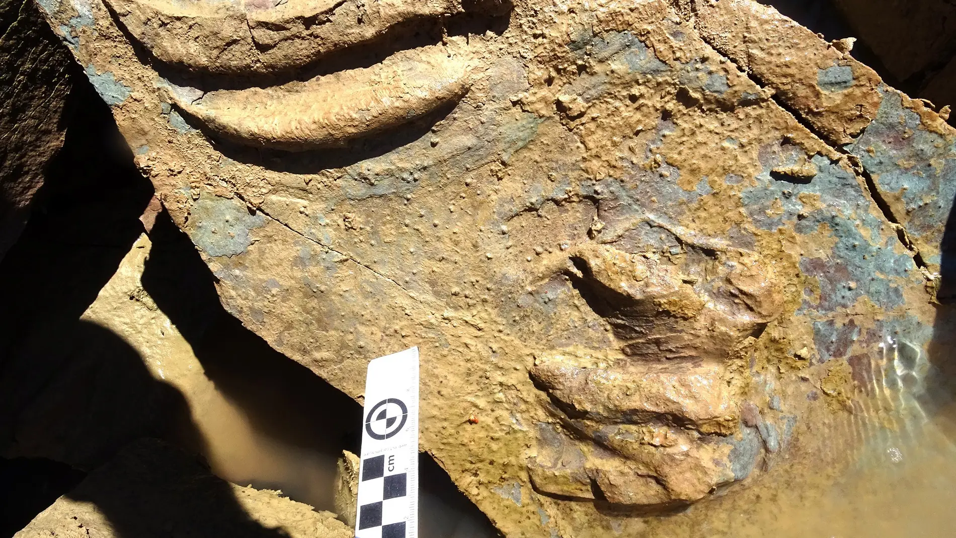 Una de las huellas de tortugas fósiles encontradas