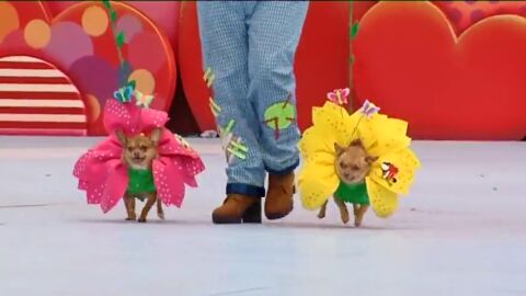 Las mascotas... también de Carnaval