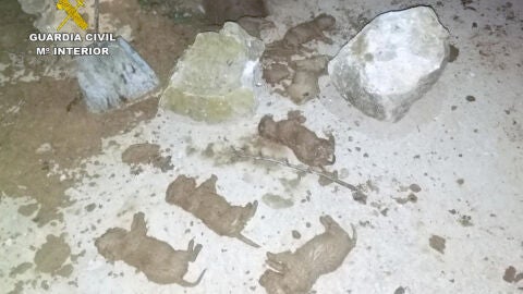 Investigadas tres personas por sepultar vivos a nueve cachorros en Murcia