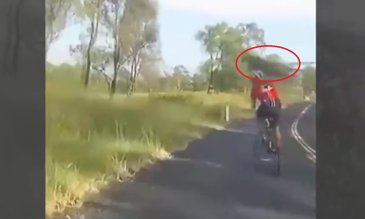 Increíble: un ciclista sufre el ataque de un canguro Increíble: un ciclista sufre el ataque de un canguro