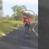 Canguricidio Canguricidio