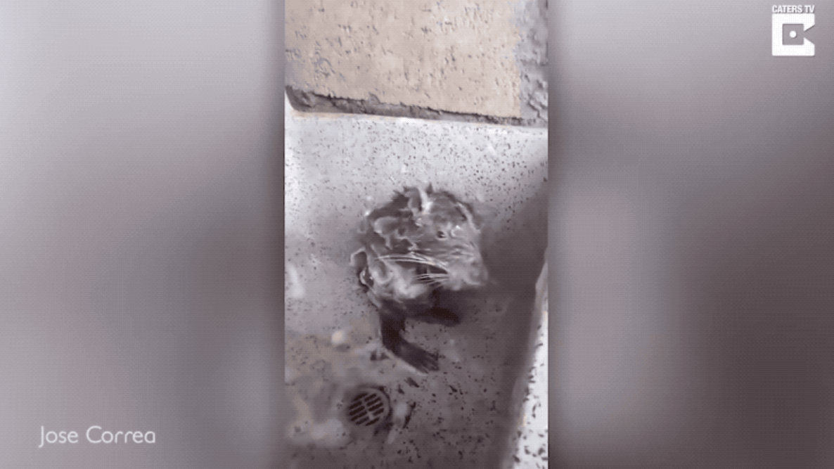El vídeo viral de un roedor "duchándose" que podría esconder un caso de maltrato animal El vídeo viral de un roedor "duchándose" que podría esconder un caso de maltrato animal