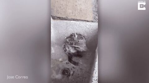 La rata que "se ducha" como un humano