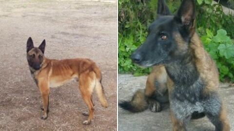 Los perros robados de la asociaci&oacute;n 'H&eacute;roes de cuatro patas'
