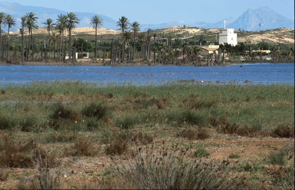 Margalló y AHSA piden a los grupos políticos de Elche que apoyen ampliar los límites del Clot de Galvany Margalló y AHSA piden a los grupos políticos de Elche que apoyen ampliar los límites del Clot de Galvany