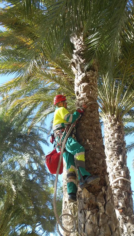 Un palmerero trepa una palmera en Elche por el método tradicional Un palmerero trepa una palmera en Elche por el método tradicional