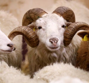 Ovejas y cabras Ovejas y cabras