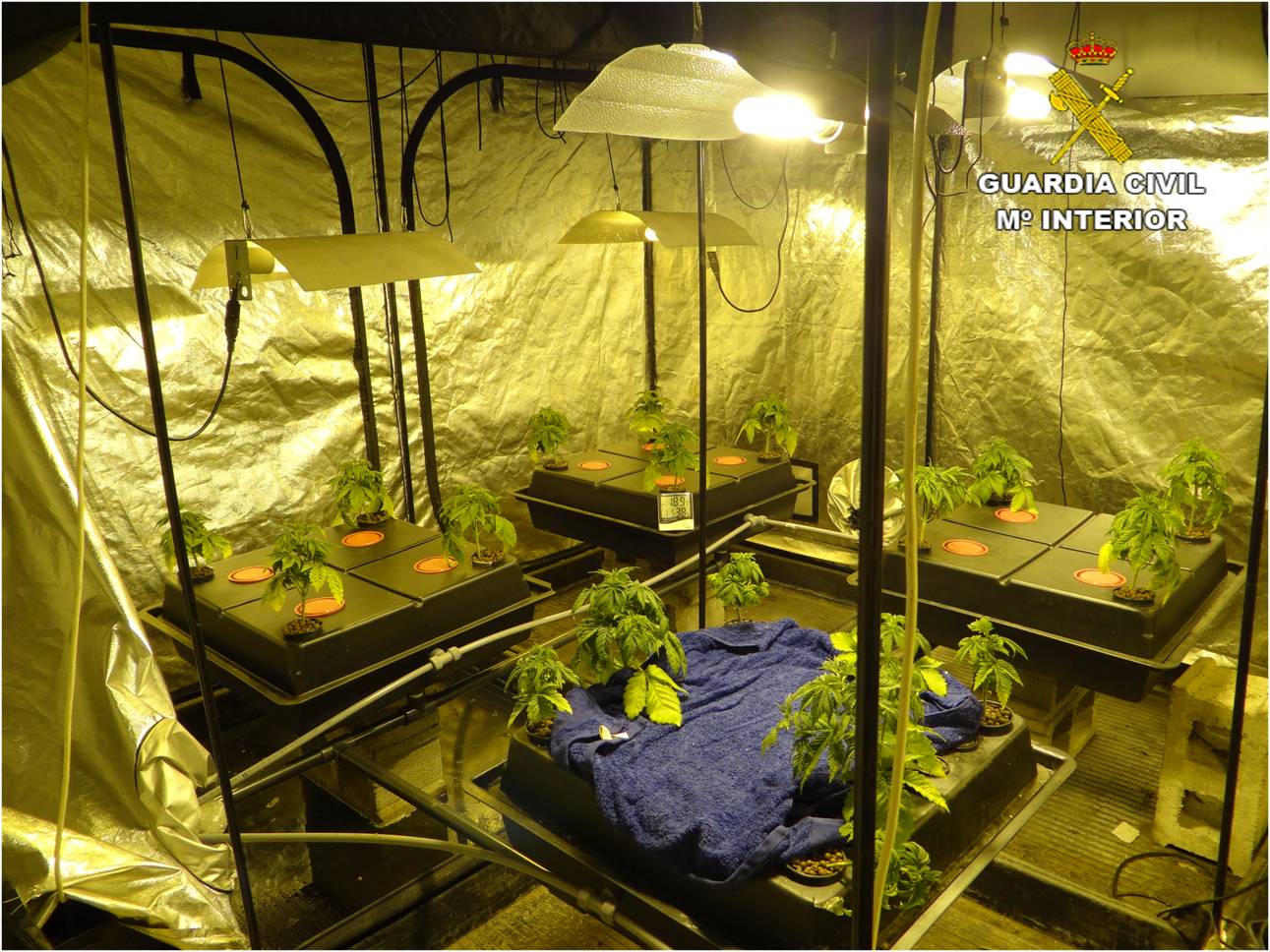 La Guardia Civil desmantela una plantación de marihuana en la terraza de una vivienda de Novelda La Guardia Civil desmantela una plantación de marihuana en la terraza de una vivienda de Novelda