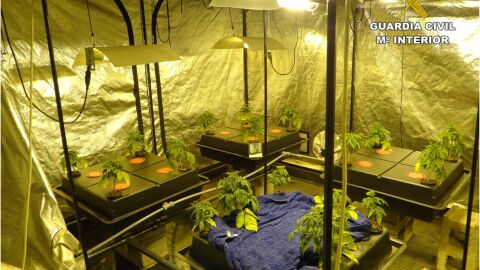 Plantaci&oacute;n de marhiana en una vivienda de Novelda